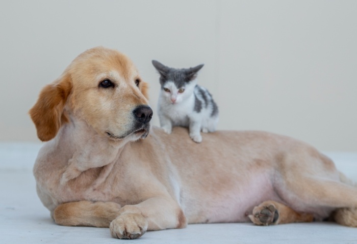 養(yǎng)寵物家庭如何保障室內清潔？